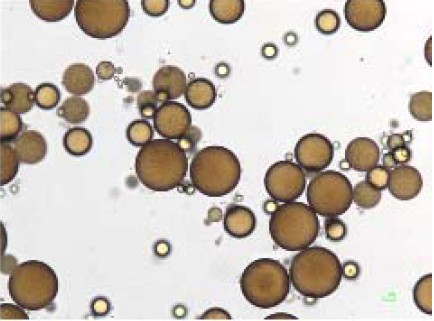 紫外線と乾燥から肌を守る 界面活性剤フリー化粧品が登場 東洋新薬 三相乳化技術を用いた日焼け止め乳液に抗シワ作用を確認 株式会社東洋新薬のプレスリリース