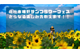 夏本番 好評開催中 いつ行っても満開のひまわり　「北杜市明野サンフラワーフェス」
