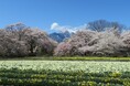 八ヶ岳南麓・北杜市で春の絶景へ――桜の開花情報を随時発信