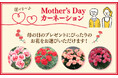 【茨城県常陸太田市】新色登場！母の日カーネーション！