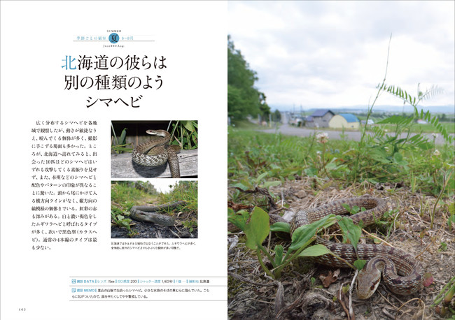 日本の爬虫類 両生類の野生下での生態や生息地の写真から種の実態を伝える 観察 採集 飼育法も解説 株式会社誠文堂新光社のプレスリリース