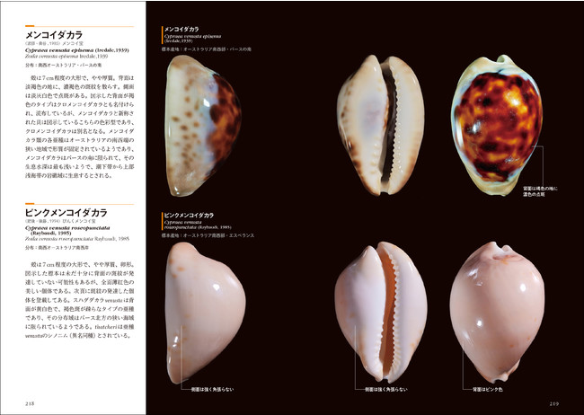 コレクター必見、計256種のタカラガイを収録した専門図鑑！】美麗な