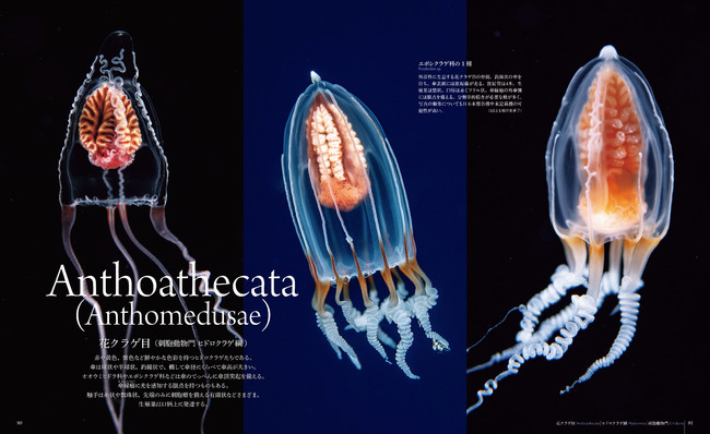 世界の海中で撮影された美しく 神秘的なクラゲの写真を300点近く大判の写真で掲載 株式会社誠文堂新光社のプレスリリース