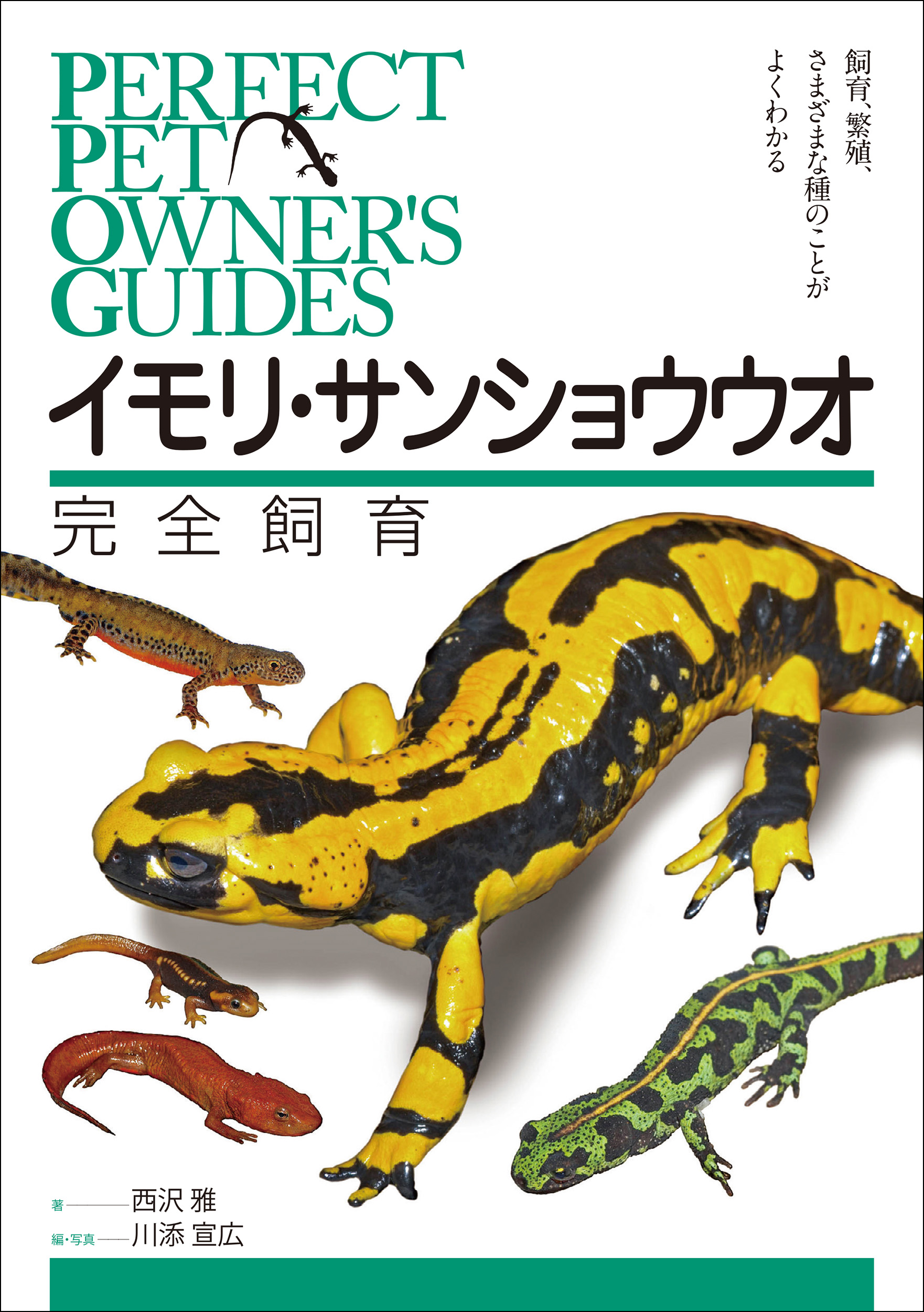 しっとり していて 愛らしい イモリとサンショウウオを健やかに飼育するための方法をふんだんなビジュアルで徹底解説 株式会社誠文堂新光社のプレスリリース