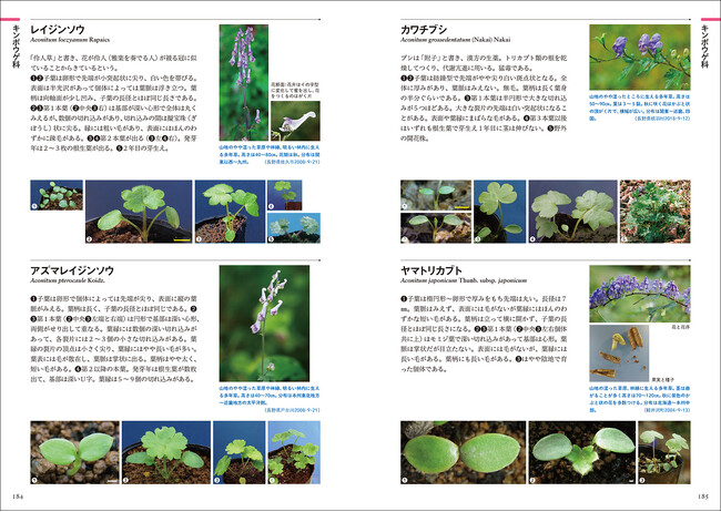 日本の野生植物の発芽、子葉の形態、本葉が出るまでの姿を掲載 日本の野生植物の発芽、子葉の形態、本葉が出るまでの姿を掲載