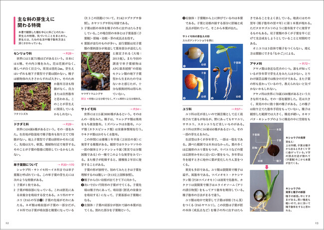 日本の野生植物の発芽、子葉の形態、本葉が出るまでの姿を掲載 日本の野生植物の発芽、子葉の形態、本葉が出るまでの姿を掲載