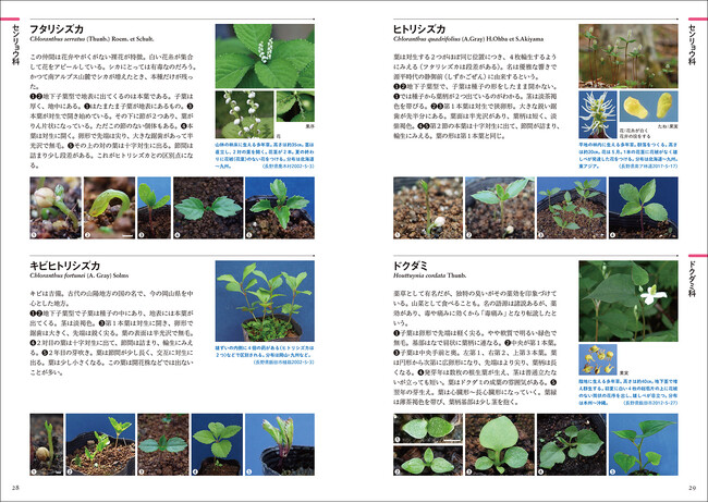 日本の野生植物の発芽、子葉の形態、本葉が出るまでの姿を掲載
