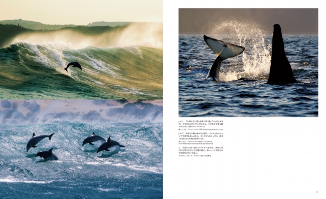 クジラ イルカの野生の美しさに圧倒 ダイナミックな写真が満載の 大図鑑 発売 株式会社誠文堂新光社のプレスリリース