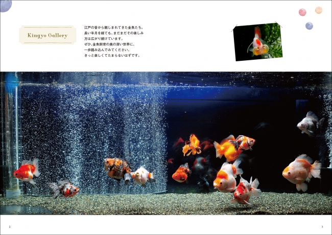 初めて金魚を飼う人へ アクアリウム 飼い方上手になれる シリーズに 金魚 が登場 株式会社誠文堂新光社のプレスリリース
