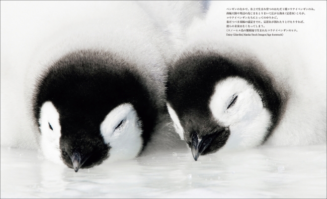 スタイリッシュかつ 可愛い ペンギンたちの生態が 世界の美しい絶景と共に収められた写真0点以上を掲載 株式会社誠文堂新光社のプレスリリース