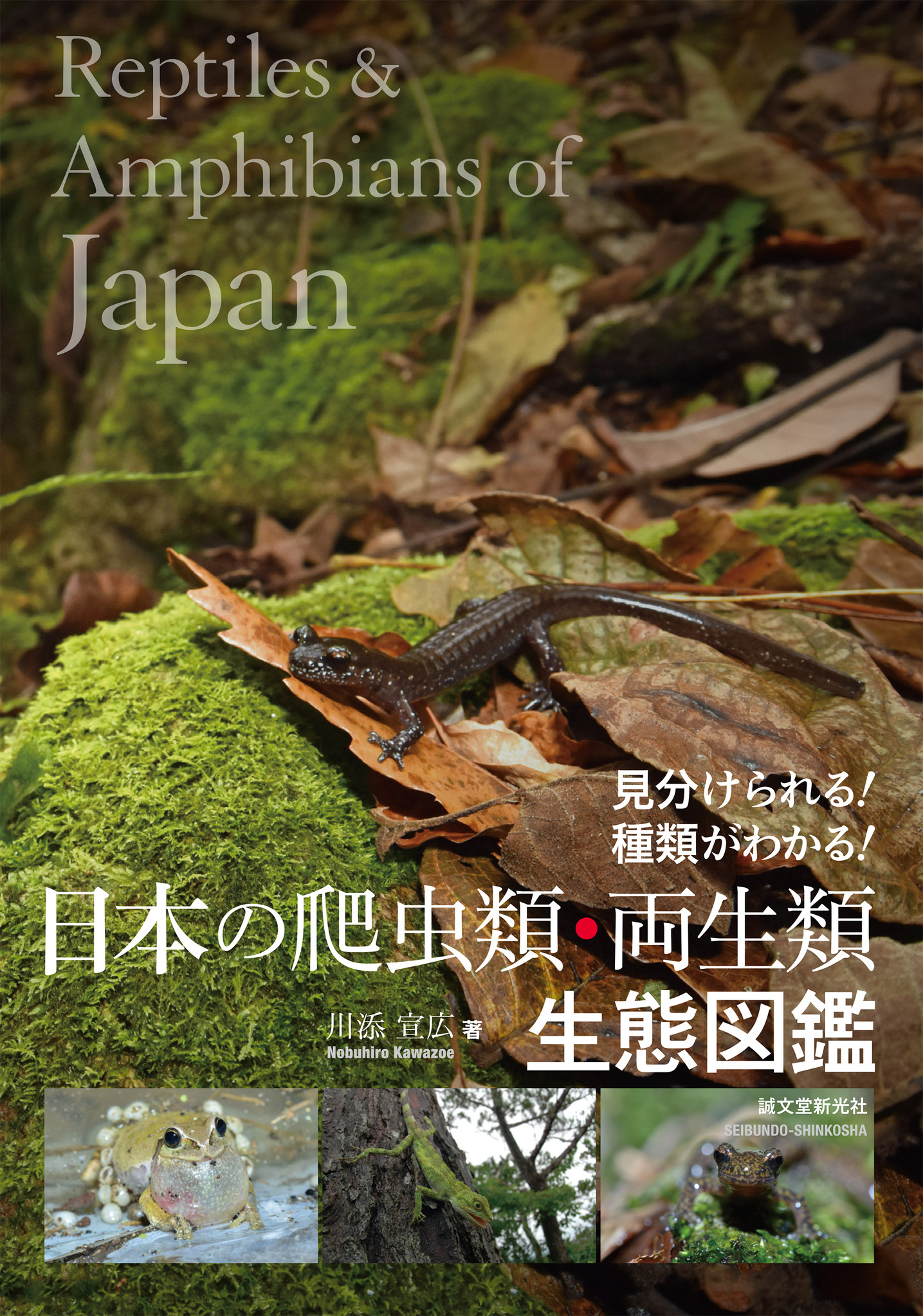 最強ガイド 日本の 爬虫類 両生類 の生活史生態はもちろん 種の 同定方法 もよくわかる 地域によって異なる姿を バリエーション豊富に掲載 株式会社誠文堂新光社のプレスリリース
