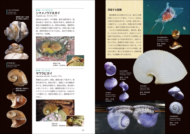 日本の貝の生態写真と標本写真を629種 全て掲載した画期的な図鑑 普段見られない目 触覚等の写真は種類同定にも役立ちます 株式会社誠文堂新光社のプレスリリース