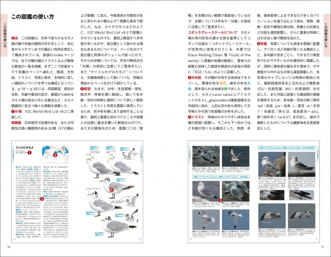 バードウオッチャー待望 カモメの観察本 がついに完成 日本国内で見られるカモメ類30種を掲載 インディー