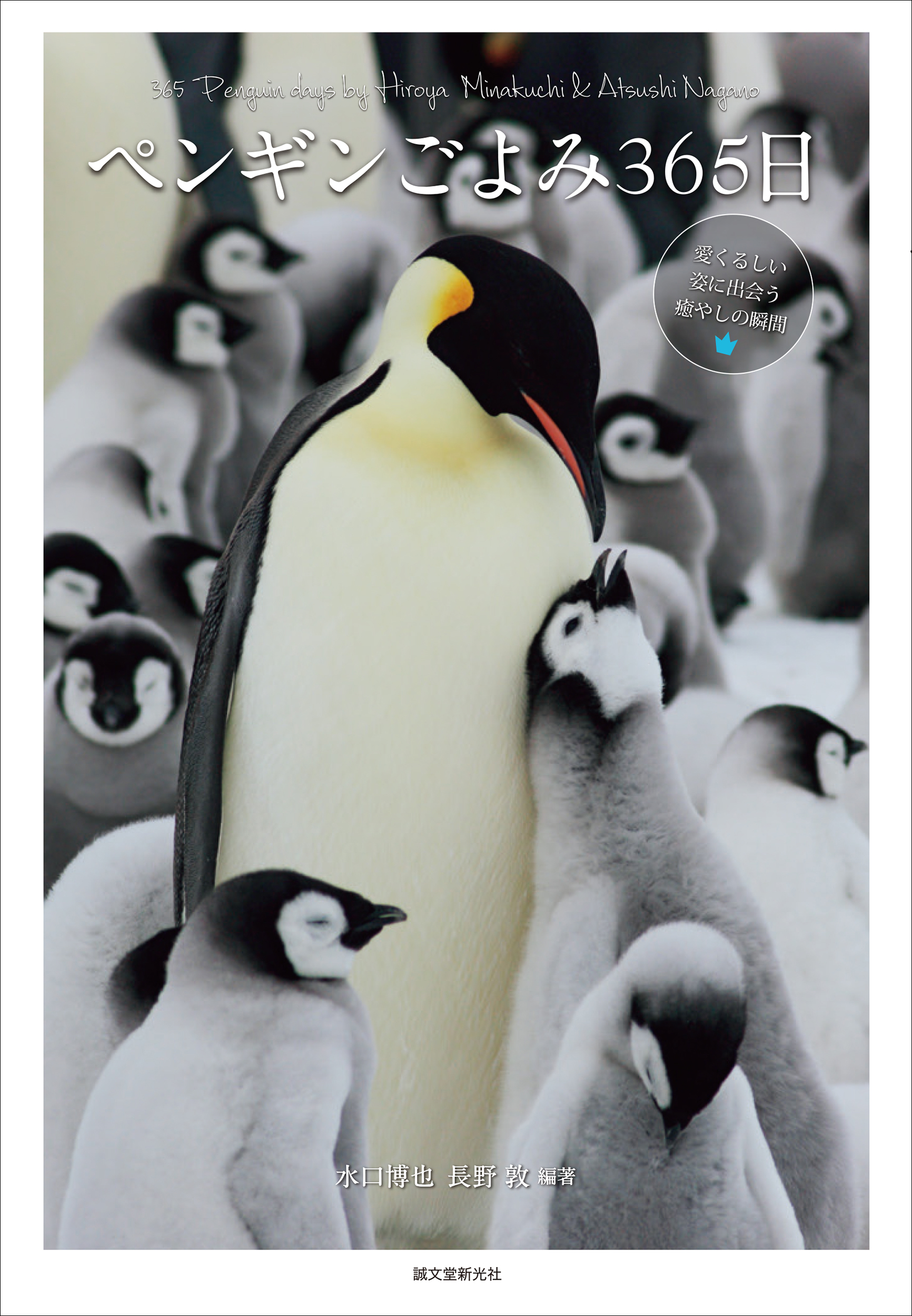 1年365日 それぞれの季節に見る世界18種のペンギンたちの暮らしに思いを馳せる一冊 株式会社誠文堂新光社のプレスリリース