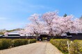 【千葉県柏市】旧吉田家住宅歴史公園で「吉田家Sakura Week」を開催