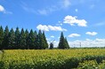 【千葉県柏市】あけぼの山公園を中心とした「地域の新しい価値」を共につくる企業を募集！サウンディング調査を実施