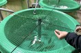 昆虫粉末を活用したサステナブル養殖飼料の共同実証試験を開始