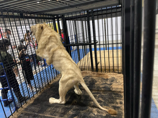 ホワイトライオン との ゼロ距離 でドキドキハラハラ 完全自己責任 ふれあい動物園ノースサファリサッポロ を11月3日から開催 福岡ソフトバンクホークス株式会社のプレスリリース