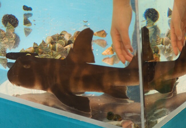 サメ サメ