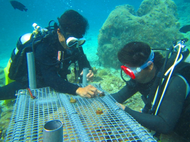 サンゴの植え付け体験ダイビング