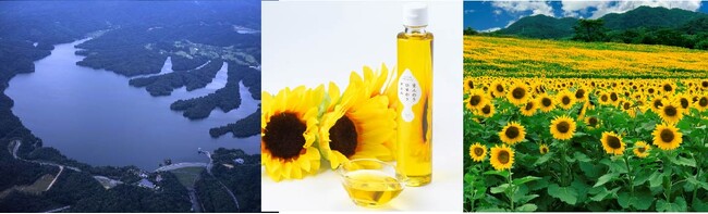 (左から)満濃池、ひまわりオイル、ひまわり (左から)満濃池、ひまわりオイル、ひまわり