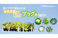 【販売中!!】家庭菜園向き「有機プラグ苗セット」 秋のサラダ野菜・秋のアブラナ科野菜 (公益財団法人 自然農法センター)