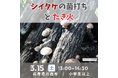 シイタケの菌打ちとたき火<兵庫県川西市>