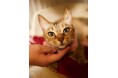😽猫が選んだ給水器!!【2024年10月21日11:00~】クラウドファンディングスタートします!!!