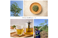 奇跡の木・モリンガのお茶「MAGO MORINGA TEA」10月23日(水)より発売