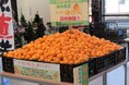 食品ロスの削減に貢献するため規格外の「和歌山産みかん」詰め放題イベントを京都、大阪のブックオフ大型店で実施市場の約30~50%OFFというお手頃価格で提供