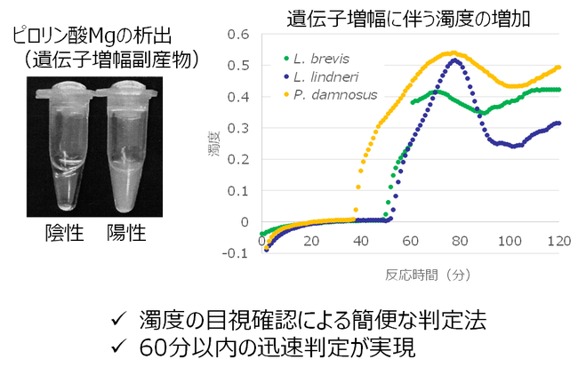 LAMP法によるビール増殖性の迅速判定