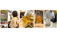 「北海道コーン茶」シリーズ販売好調!販売好調な理由は、“甘香ばしい”味わいと飲用シーン拡大