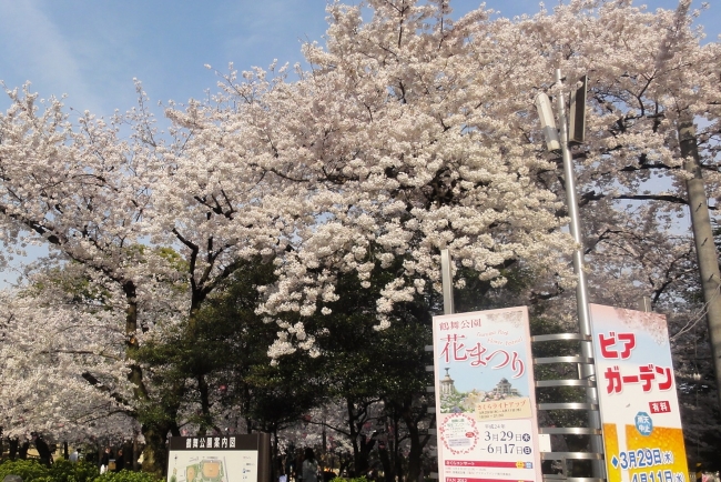 名古屋の桜の名所　鶴舞公園