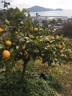 広島県大崎上島のレモン生産地
