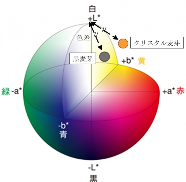 図2. クリスタル麦芽と黒麦芽を用いたビールの泡の色調（Lab色空間色度図）