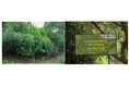 7月19日(土)第1回「インドネシア タンゲラン植樹」を実施