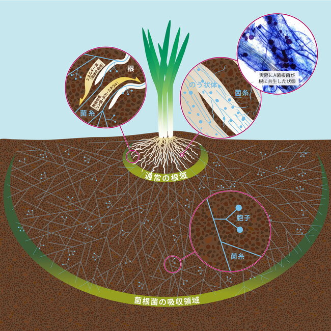 菌根菌の図