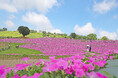 マザー牧場に桃色の絶景が登場！2万株の花が咲く『桃色吐息』の花畑が見頃入り！