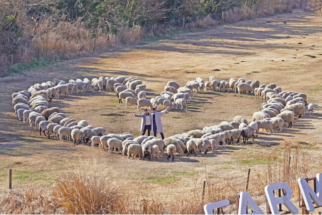 約200頭の羊たちが描く、愛のしるし！マザー牧場のバレンタイン限定イベントは2月3日よりスタート！