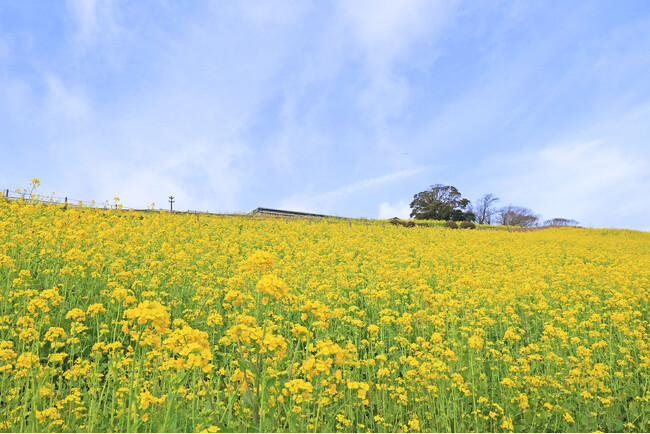 【春の風物詩】350万本の花が咲く、マザー牧場の「菜の花畑」が見頃入りしました。