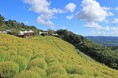 秋の気配到来!マザー牧場の「コキア」が、秋色へ変化スタート!自然の色で感じる、季節の移り替わり。
