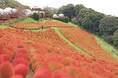 10月12・13・14日の3連休は一面真っ赤な秋景色!マザー牧場で『紅葉コキア』が見頃入り!間もなく最盛期到来!
