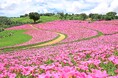 今年12年目。2万株全て手植えで創り出す、桃色の絶景。台風5号を乗り越え『桃色吐息の花畑』現在見頃です。