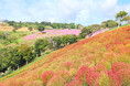 秋景色!マザー牧場のコキアが10月の3連休に紅葉ピーク予想!紅葉コキアに合わせた期間限定イベントも開催!