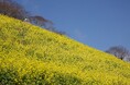【春の風物詩】マザー牧場に春到来！！350万本の「菜の花」が見頃入りしました！