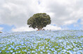 【今が満開】マザー牧場で100万本のネモフィラが満開を迎えています！