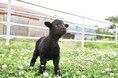【動物の赤ちゃんニュース】マザー牧場でマンクスロフタンの赤ちゃんと三つ子のヤギが誕生しました！