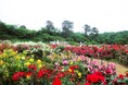 【無料】「秘密の花園」生田緑地ばら苑 春の一般開放を行います!