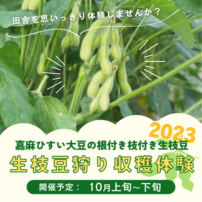 アプリップリが福岡県嘉麻市で開催される「嘉麻ひすい大豆の生枝豆狩り