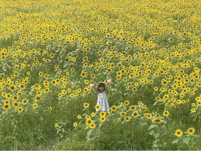 アルコピアひまわり園（昨年の様子）